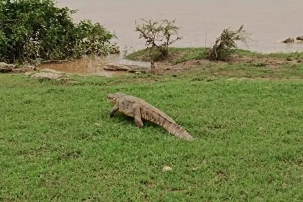 Singrauli Breaking News : विशालकाय मगरमच्छ दिखने से मचा हड़कंप
